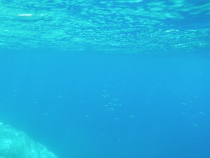 'Things' in the water