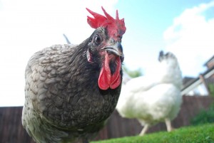 And here's my chickens. If I'm ever stressed, half an hour with these girlies does the trick